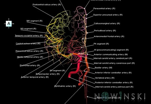 G1.T15.4.V1.C2.L1.Intracranial arterial system right