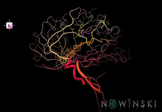 G1T15.4.IntracranialArterialSystemRight