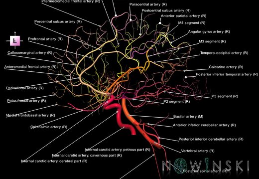 G1.T15.4.V2.C2.L1.Intracranial arterial system right