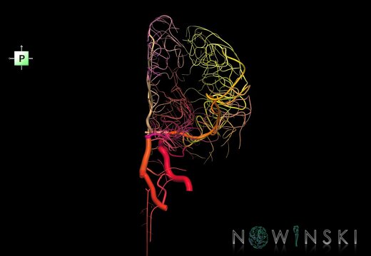 G1.T15.4.V3.C2.L0.Intracranial arterial system right