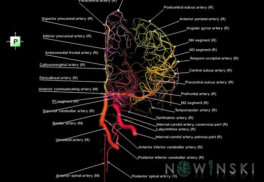 G1.T15.4.V3.C2.L1.Intracranial arterial system right