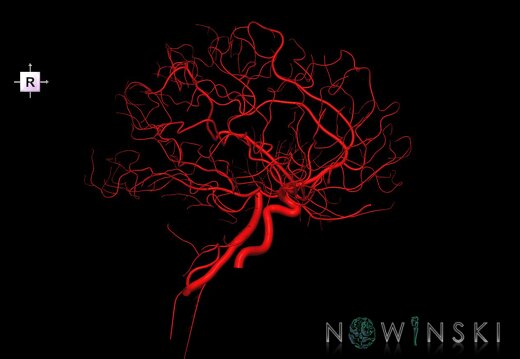 G1.T15.4.V4.C1.L0.Intracranial arterial system right