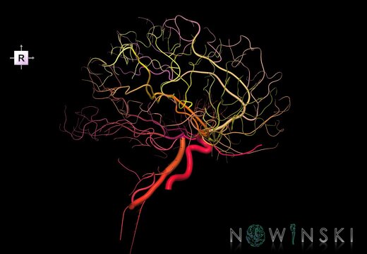 G1.T15.4.V4.C2.L0.Intracranial arterial system right