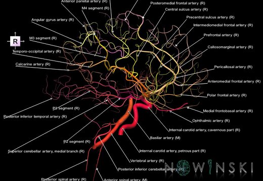 G1.T15.4.V4.C2.L1.Intracranial arterial system right