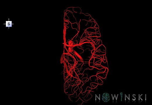 G1.T15.4.V5.C1.L0.Intracranial arterial system right