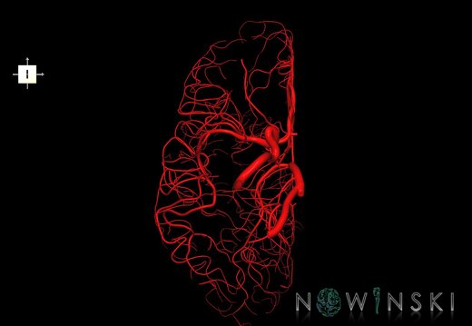 G1.T15.4.V6.C1.L0.Intracranial arterial system right