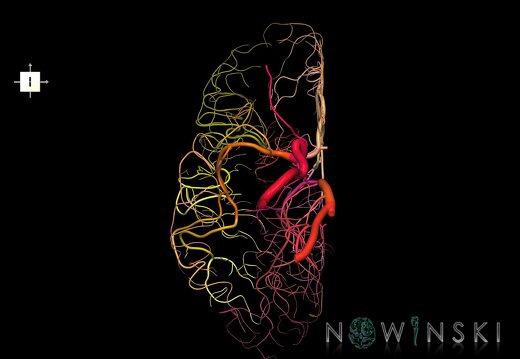 G1.T15.4.V6.C2.L0.Intracranial arterial system right