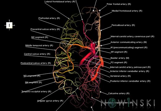 G1.T15.4.V6.C2.L1.Intracranial arterial system right