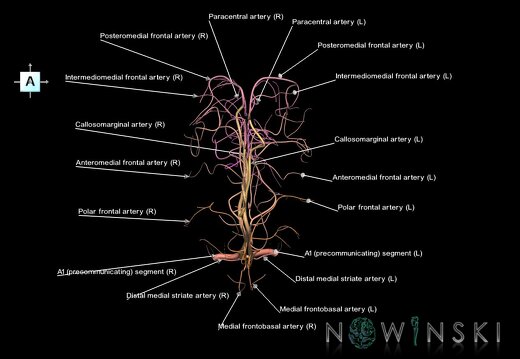 G1.T15.5.V1.C2.L1.Anterior cerebral artery