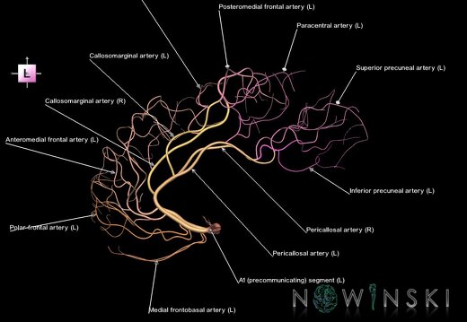 G1.T15.5.V2.C2.L1.Anterior cerebral artery