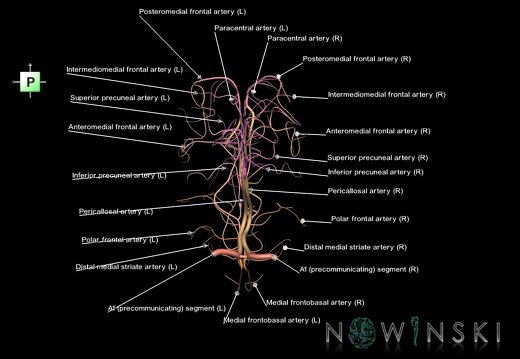 G1.T15.5.V3.C2.L1.Anterior cerebral artery