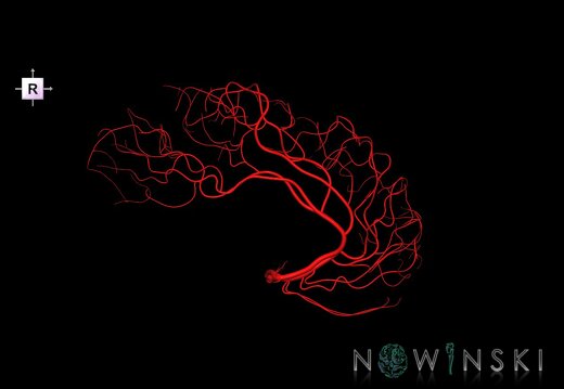G1.T15.5.V4.C1.L0.Anterior cerebral artery