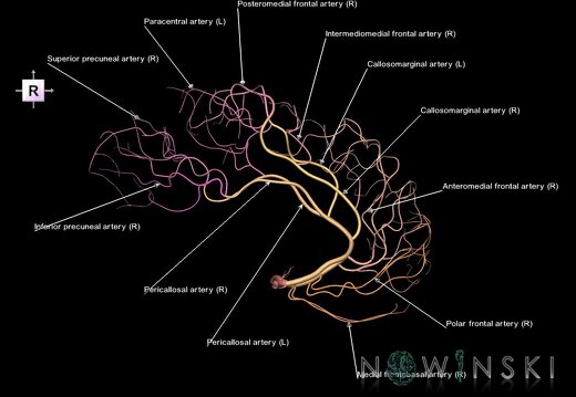 G1.T15.5.V4.C2.L1.Anterior cerebral artery