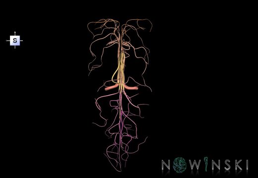 G1.T15.5.V5.C2.L0.Anterior cerebral artery