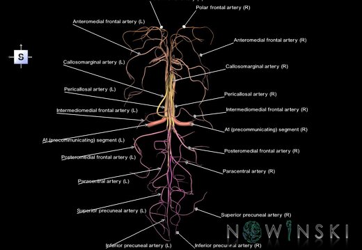 G1.T15.5.V5.C2.L1.Anterior cerebral artery