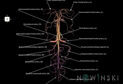 G1.T15.5.V6.C2.L1.Anterior cerebral artery