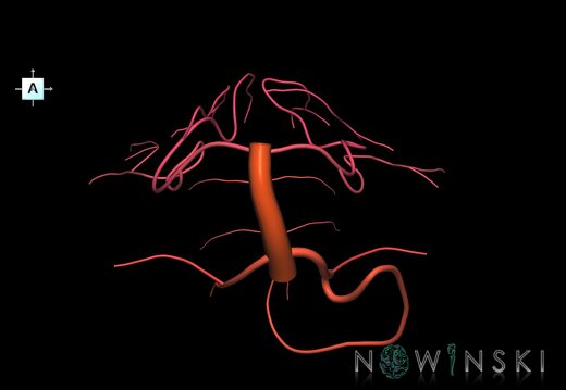 G1.T15.6.V1.C2.L0.Basilar artery