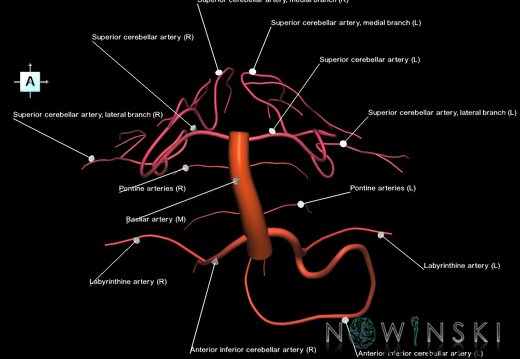 G1.T15.6.V1.C2.L1.Basilar artery