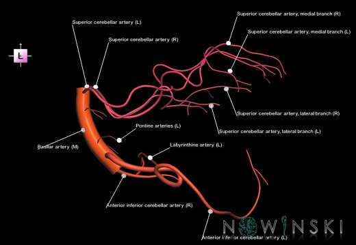 G1.T15.6.V2.C2.L1.Basilar artery