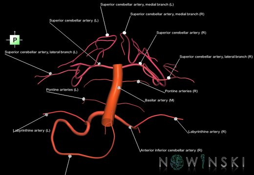 G1T15.6.BasilarArtery