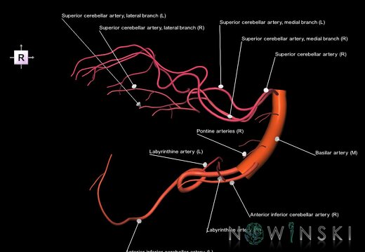 G1.T15.6.V4.C2.L1.Basilar artery