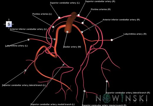 G1.T15.6.V5.C2.L1.Basilar artery