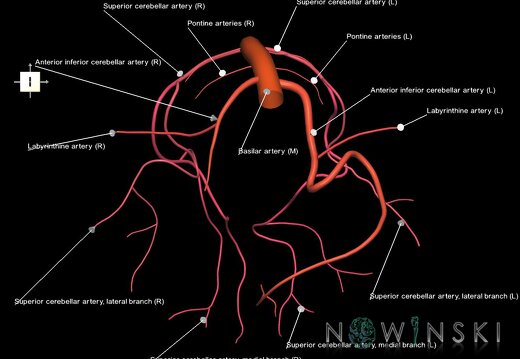 G1.T15.6.V6.C2.L1.Basilar artery