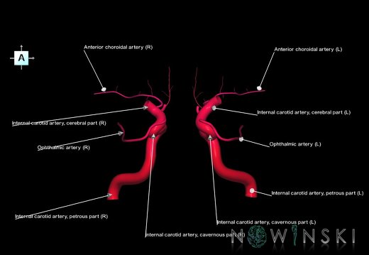 G1.T15.7.V1.C2.L1.Internal carotid artery