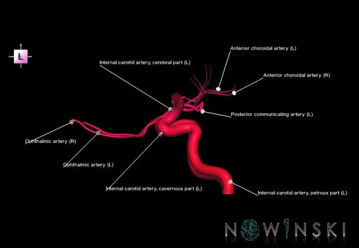 G1.T15.7.V2.C2.L1.Internal carotid artery