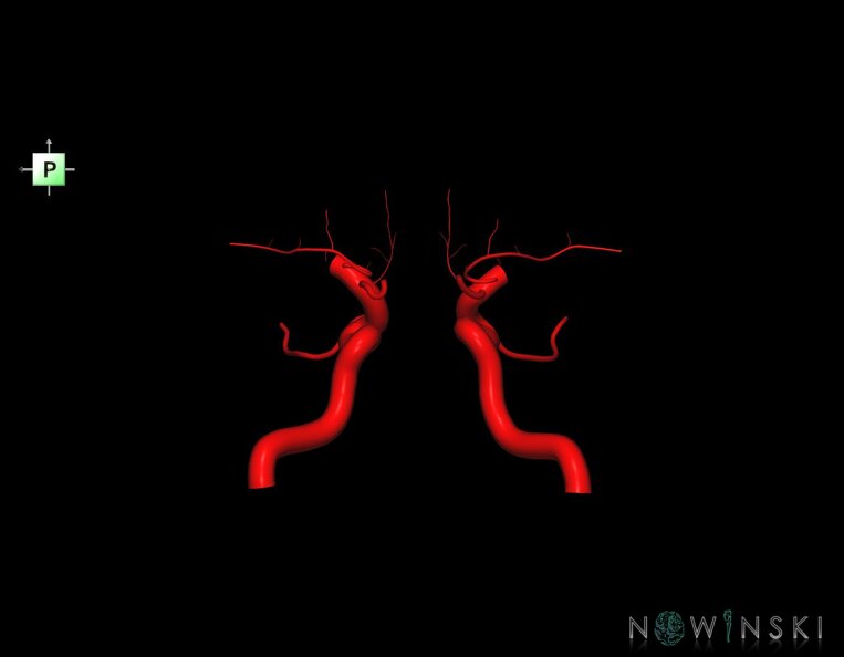 G1.T15.7.V3.C1.L0.Internal_carotid_artery.tiff