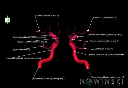 G1.T15.7.V3.C2.L1.Internal carotid artery