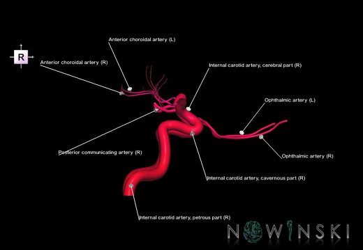 G1.T15.7.V4.C2.L1.Internal carotid artery