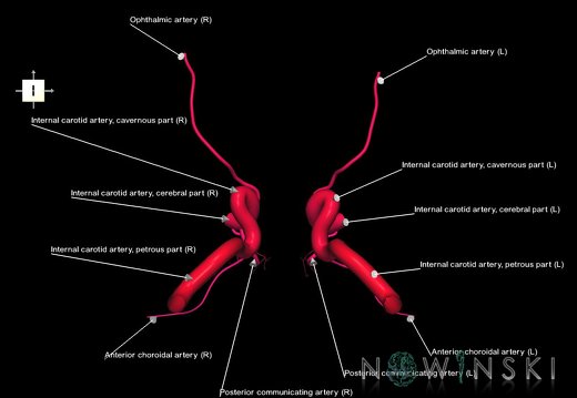 G1.T15.7.V6.C2.L1.Internal carotid artery