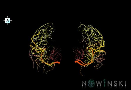 G1.T15.8.V1.C2.L0.Middle cerebral artery