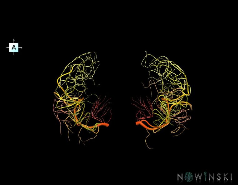 G1.T15.8.V1.C2.L0.Middle_cerebral_artery.tiff