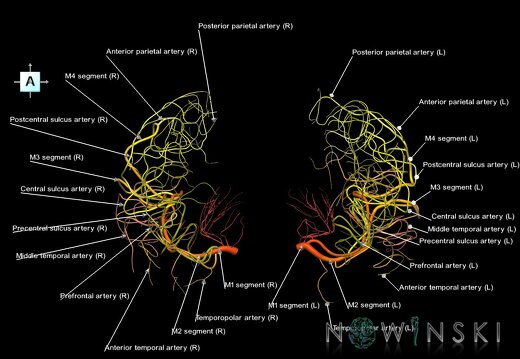 G1.T15.8.V1.C2.L1.Middle cerebral artery