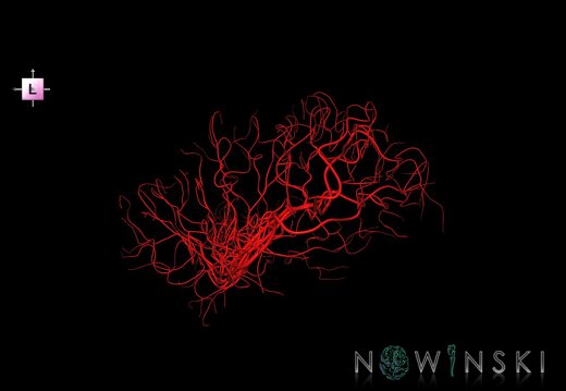 G1.T15.8.V2.C1.L0.Middle cerebral artery