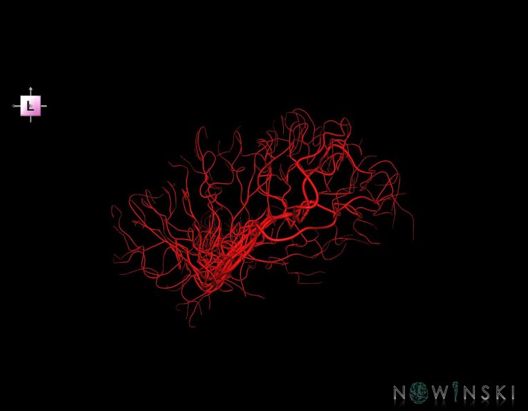 G1.T15.8.V2.C1.L0.Middle_cerebral_artery.tiff