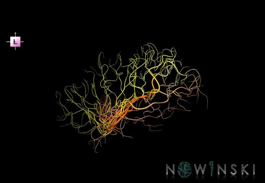 G1.T15.8.V2.C2.L0.Middle cerebral artery