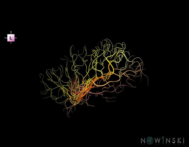 G1.T15.8.V2.C2.L0.Middle_cerebral_artery.tiff