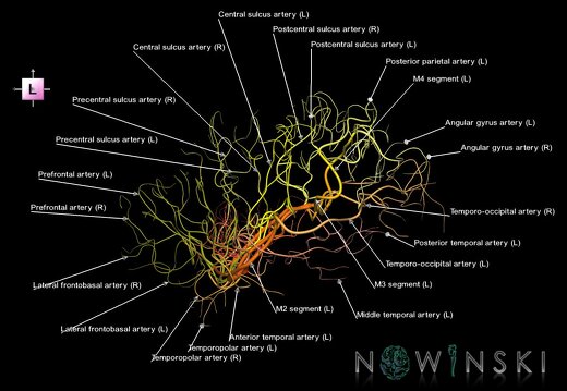 G1.T15.8.V2.C2.L1.Middle cerebral artery