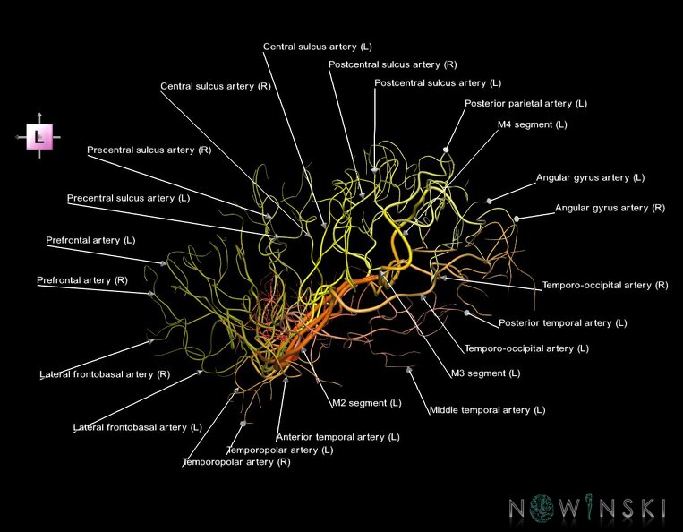 G1.T15.8.V2.C2.L1.Middle_cerebral_artery.tiff