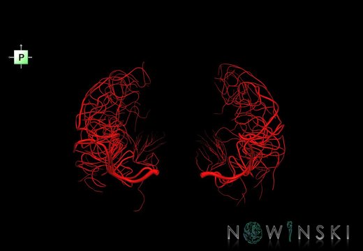 G1.T15.8.V3.C1.L0.Middle cerebral artery