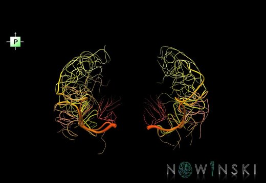 G1.T15.8.V3.C2.L0.Middle cerebral artery