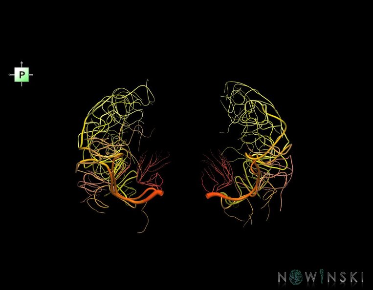 G1.T15.8.V3.C2.L0.Middle_cerebral_artery.tiff