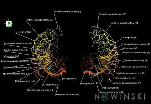 G1.T15.8.V3.C2.L1.Middle cerebral artery