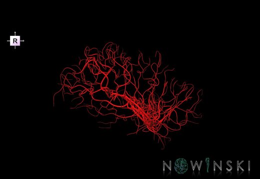 G1.T15.8.V4.C1.L0.Middle cerebral artery