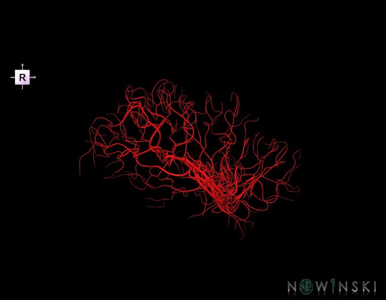 G1.T15.8.V4.C1.L0.Middle_cerebral_artery.tiff