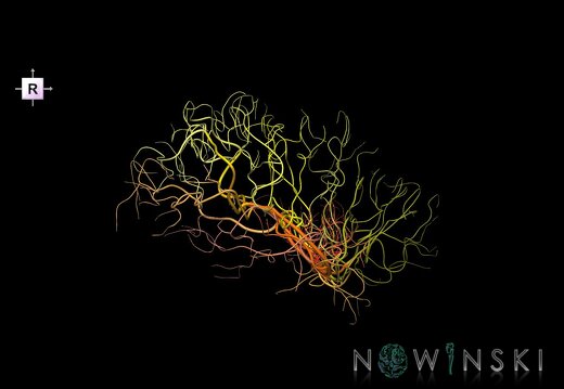 G1.T15.8.V4.C2.L0.Middle cerebral artery