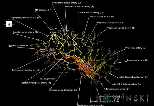 G1.T15.8.V4.C2.L1.Middle cerebral artery